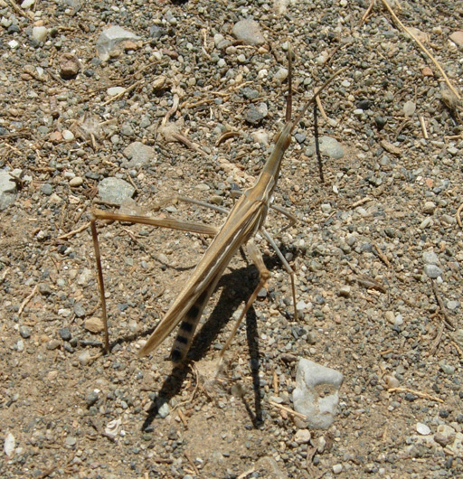 Da Creta: Truxalis nasuta (Orthoptera, Acrididae)